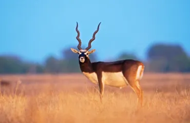 Places to visit near Salasar | Laxmangarh